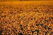 small_img_6253