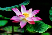 tn__MG_7284